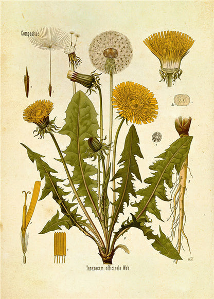 Plantes Fleur Étude Salon Peintures