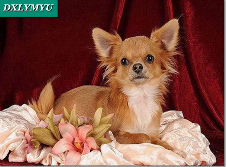 Fotos Precioso perro Chihuahua diamante con bordado de diamantes decoración de diamantes de imitación manualidades juegos de habitación pintura de mosaico de diamantes