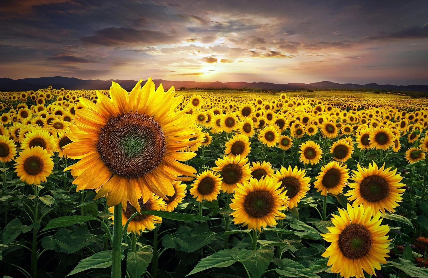 Pintura de diamantes de girasol Mar Amarillo-Kevin Carden