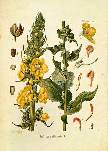 Plantes Fleur Étude Salon Peintures