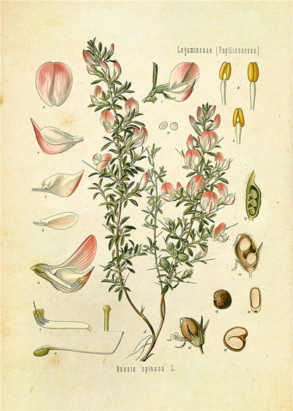 Plantes Fleur Étude Salon Peintures