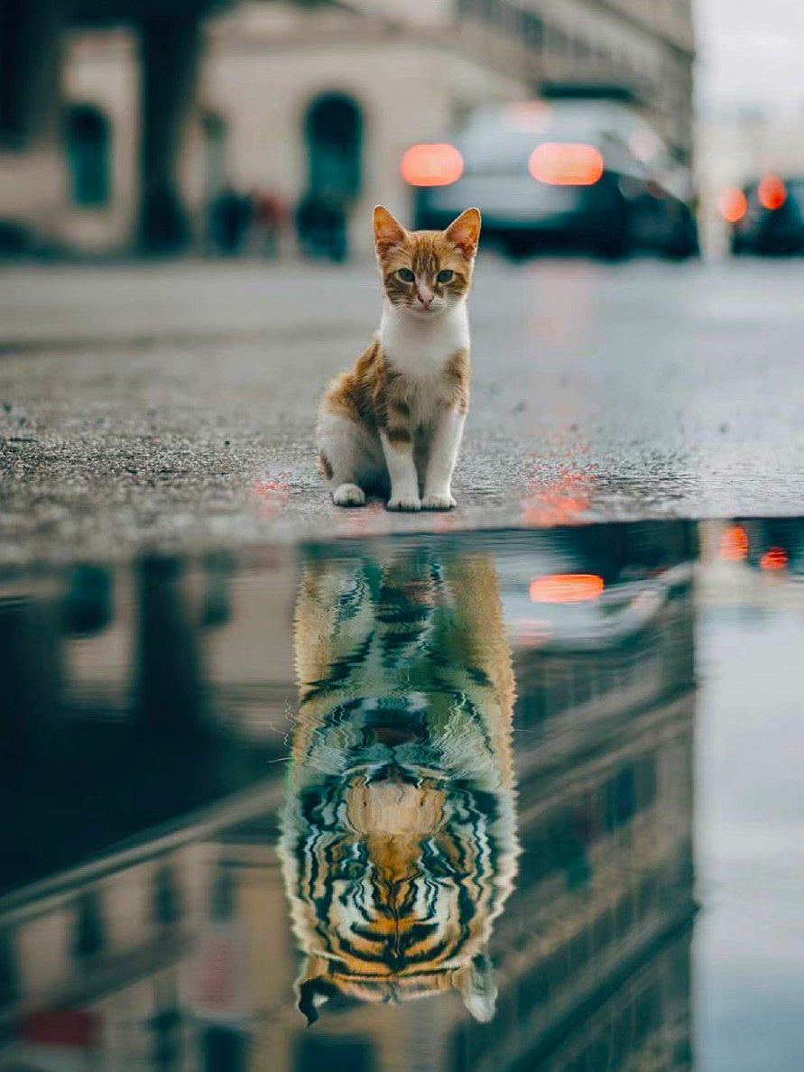 Peinture de diamant à faire soi-même, image de chat en strass, broderie de diamant, réflexion