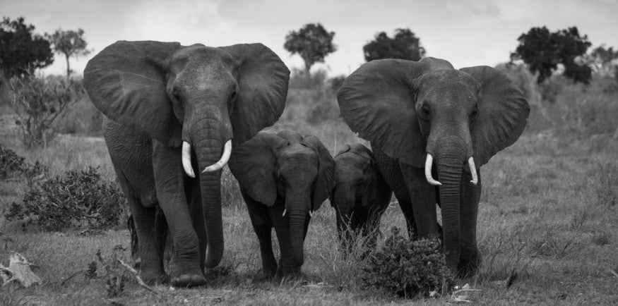 Affiche animale en noir et blanc, Portrait de famille d'éléphant sauvage d'afrique, décoration de maison