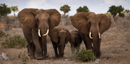 Affiche animale en noir et blanc, Portrait de famille d'éléphant sauvage d'afrique, décoration de maison